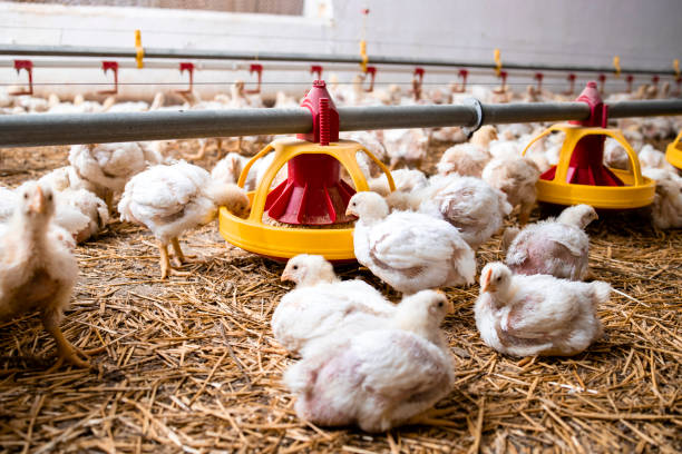 istock Modern poultry farm with automated feeding system and group of chickens. 1326133420