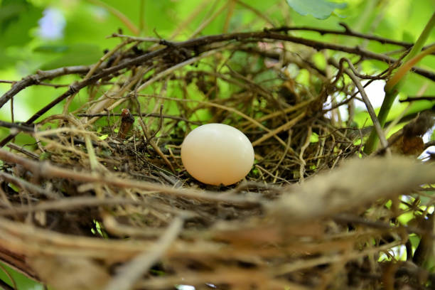 istock One dove eggs in nest on branches in vine 1326133514