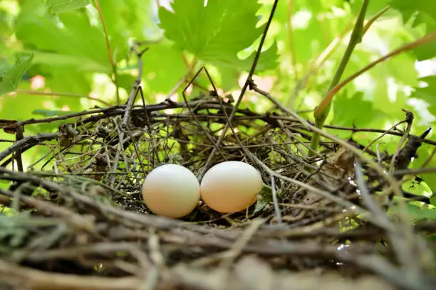 Photo of Two white dove eggs in nest on branches in vine