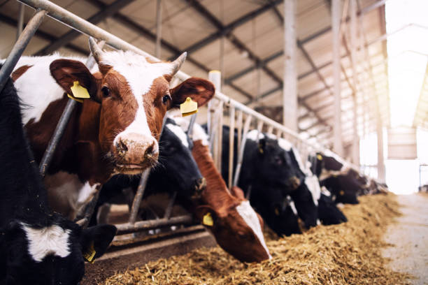 gruppo di mucche allo stalla che mangia fieno o foraggio in caseificio. - recinto per animali foto e immagini stock
