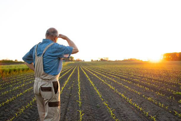 istock Field worker checking corn crops in the field. 1326133804