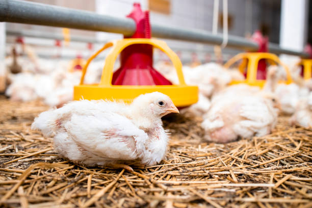 istock Chicken lying at modern poultry farm and automated feeding system for fast growing. 1326134783