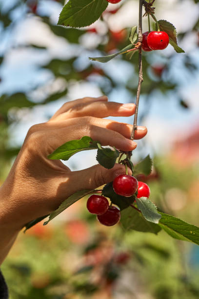 istock Female hand picking cherries from branch in garden 1326134898
