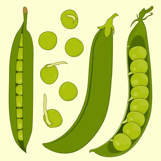 Vector illustration of A set of pods and peas. Isolated vector illustration