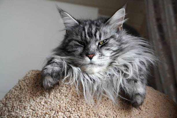 eine nahaufnahme einer katze gray maine coon mainecoon. rosa nase, weißer schnurrbart. schwanz - close to close up leaf tail stock-fotos und bilder