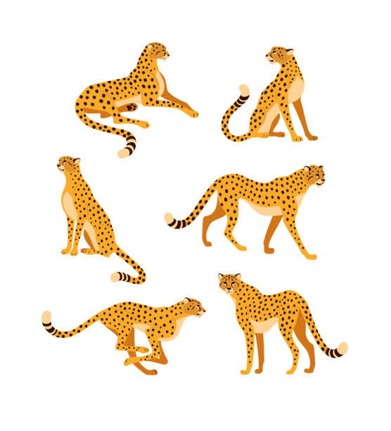 ilustraciones, imágenes clip art, dibujos animados e iconos de stock de colección cheetah. - leopardo