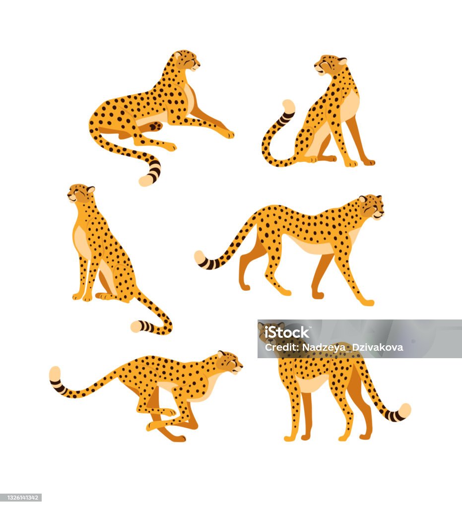 Cheetah Collection Stock Illustration - Download Image Now - Leopard,  Cheetah, Lying Down - iStock