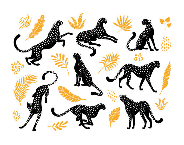 Cheetahs silhouettes collection. Vector illustration of stylized black cheetahs in various actions: lies, sitting, standing, walking, and running. Surrounded by tropical leaves. Isolated on white panthers stock illustrations