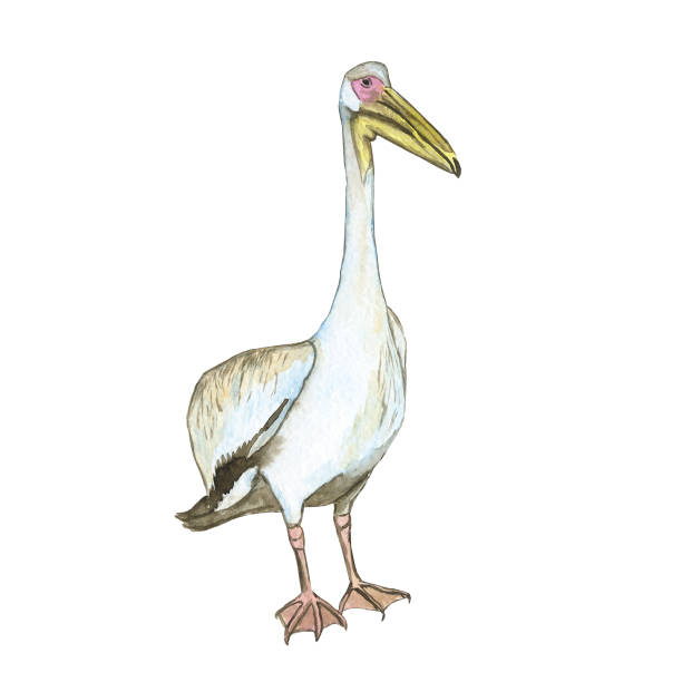 istock One pelican bird isolated on white background. Watercolor realistic hand drawing illustration of Pelecanus rufescens. Tropic white bird. 1326141643