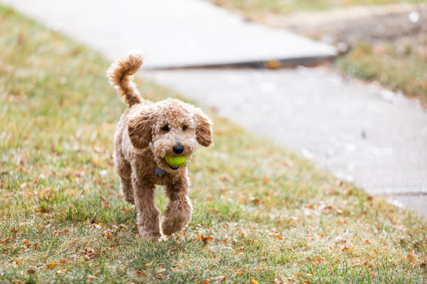 An adorable young puppy labradoodle runs in yard outside playing fetch with a green tennis ball in the fall An adorable young puppy labradoodle runs in yard outside playing fetch with a green tennis ball in the fall labradoodle stock pictures, royalty-free photos & images