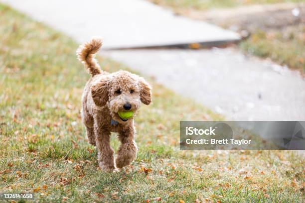 An Adorable Young Puppy Labradoodle Runs In Yard Outside Playing Fetch With A Green Tennis Ball In The Fall Stock Photo - Download Image Now