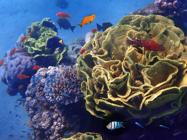 istock Coral reefs with different exotic fish species 1326141716