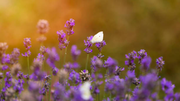istock lavender blossom in the garden 1326141737