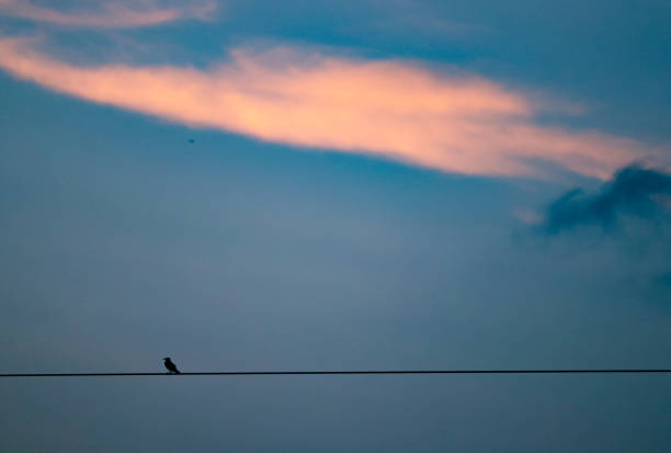 istock Lonely bird flying ,beautiful evening, aesthetic bird colorful sky 1326142540