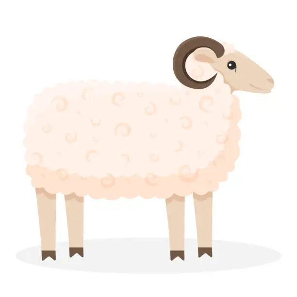 Vector illustration of Sheep illustration isolated. Farm animal on a white background in cartoon style