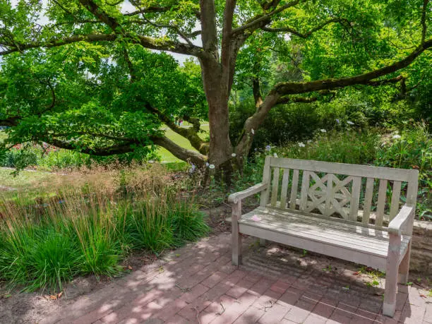 Photo of Park bench under a large tree