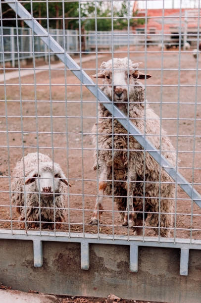 二匹の羊が農場のフェンスの枠を見ます。動物園で空腹の哺乳類。選択的フォーカス。 - sheep fence zoo enclosure ストックフォトと画像