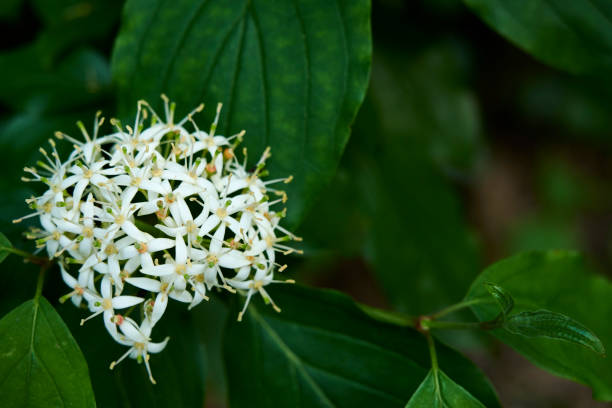 istock Common Dogwood Flower 1326146816