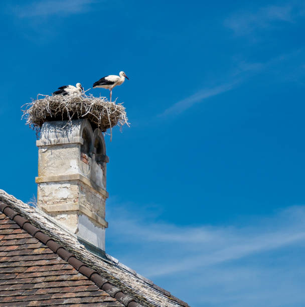 istock Two Storks in a Nest on Top of a Chimney in Rust, Austria 1326147140