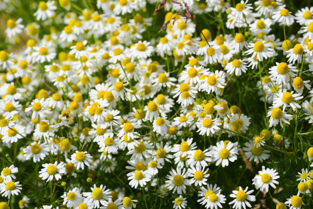 pole na świeżym powietrzu z dzikimi kwiatami rumianku - german chamomile chamomile plant flower part temperate flower zdjęcia i obrazy z banku zdjęć