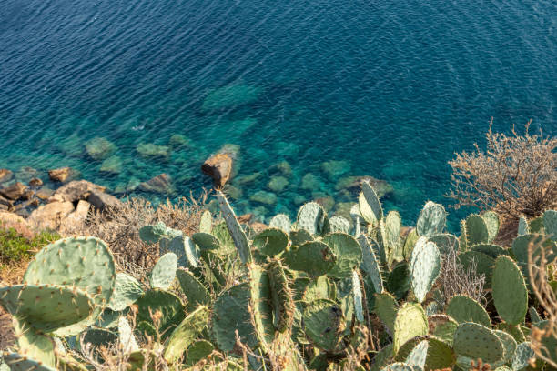 istock Close-up of prickly pear cactus growing in Greece 1326148276