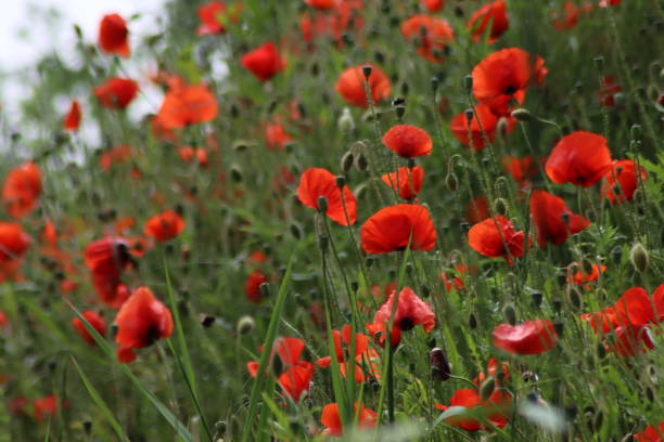 istock Red poppy blossom in the wild 1326148277