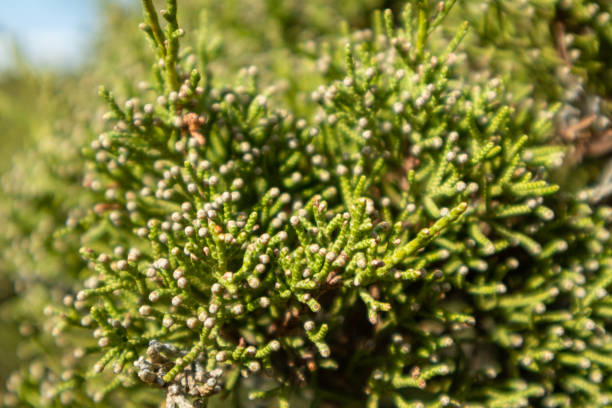 Green greek Juniperus excelsa fur vibrant close-up Green Juniperus excelsa, the Greek juniper evergreen tree branch fur vibrant close-up with blur, Mediterranean sea, Greece juniperus excelsa stock pictures, royalty-free photos & images