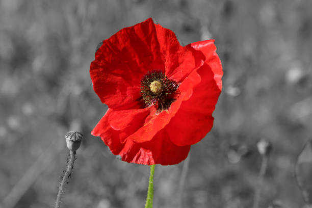 istock Red poppy blossom in the wild 1326148807