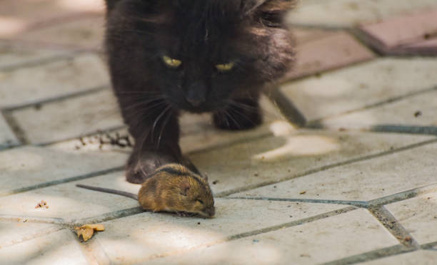 istock A domestic cat plays with its prey 1326148835