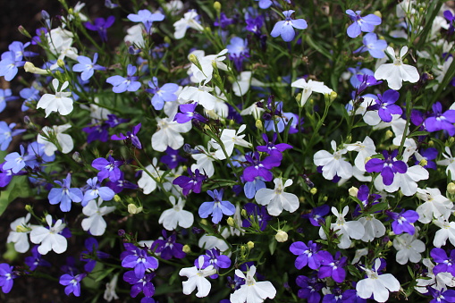 a field with blossoming lobelia in the garden