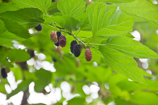 istock Ripe mulberry fruit 1326149688