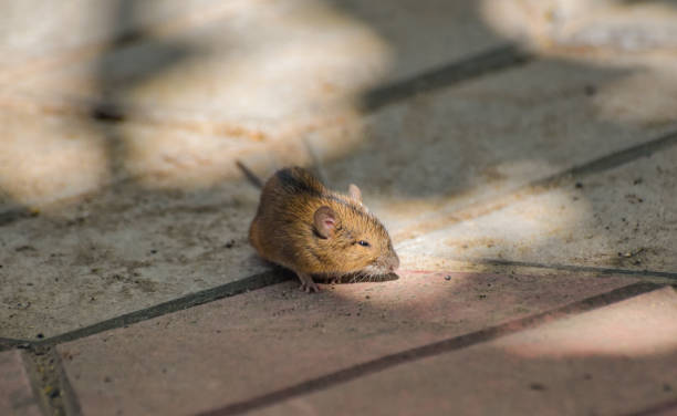 istock A small rat is waiting for danger in the yard 1326149933