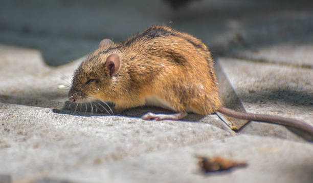 istock A small rat is waiting for danger in the yard 1326149944
