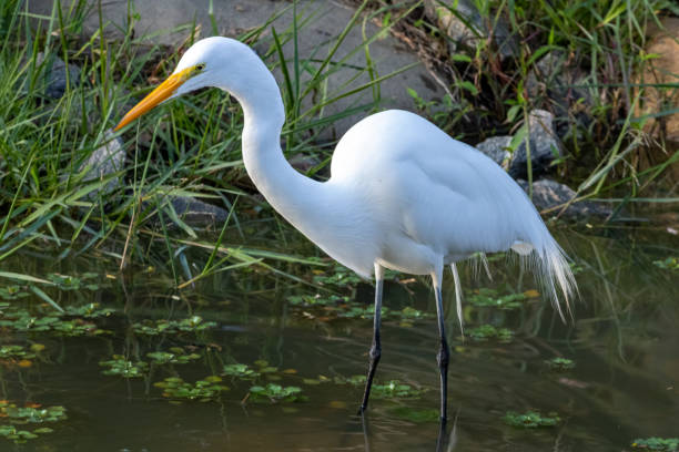 istock great egret (Ardea alba) alias common, large or great white egret or heron wading in pond 1326151470
