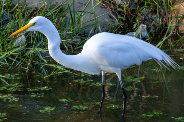 istock great egret (Ardea alba) alias common, large or great white egret or heron wading in pond 1326151481