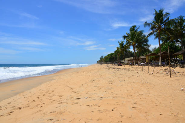 Grand-Bassam beach - coconut trees by the Gulf of Guinea, Ivory Coast Grand-Bassam, Aboisso department, Sud-Comoé region, Comoé district, Ivory Coast / Côte d'Ivoire: tropical beach - long golden sand beach on the Atlantic Ocean, an off the beaten track resort served by several hotels. ivory coast landscape stock pictures, royalty-free photos & images