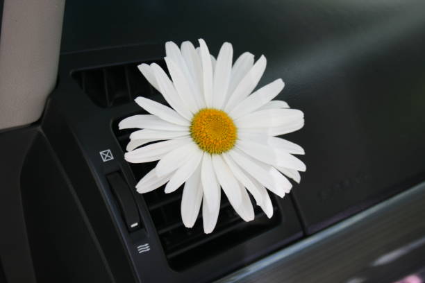 istock Daisy in car air vent 1326154459
