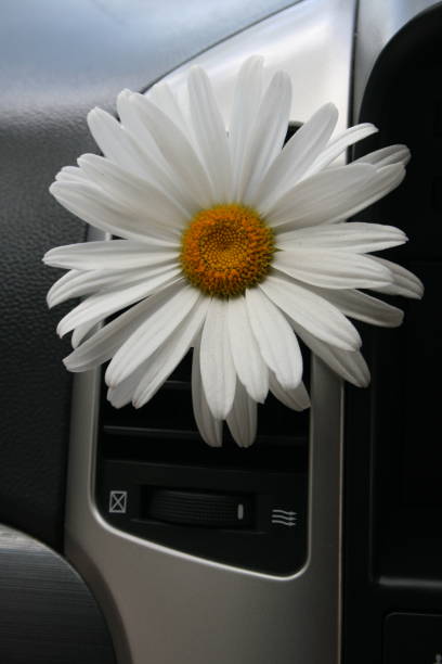 istock Daisy in car air vent 1326154990