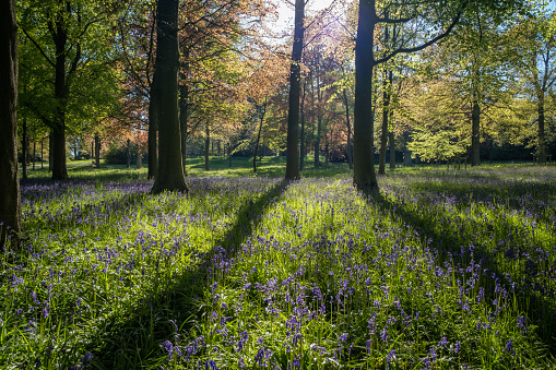 Sun shining through a green forest filled with tall trees, creating long shadows on the floor which is covered in bluebells.