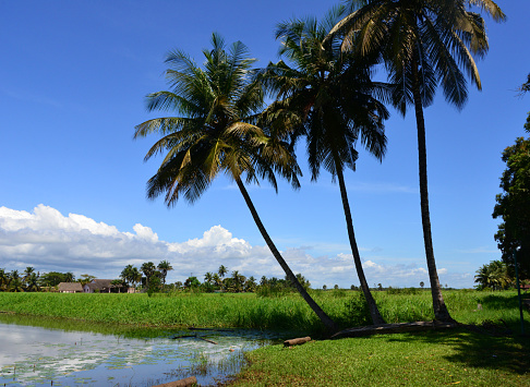 African lagoon side, village in background.