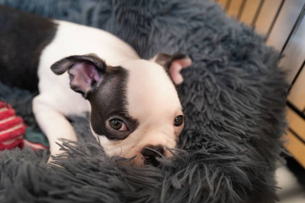 istock Boston terrier puppy resting in a fluffy bed inside a crate. She is looking up at the camera. 1326156413