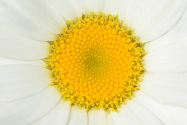 istock Pistil of a beautiful daisy. 1326159727