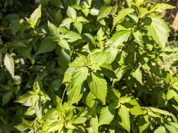 istock cat whiskers plants (orthosiphon aristatus) in the morning 1326162211