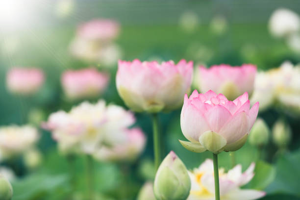 初夏に撮影された蓮の花 - water lily 写真 ストックフォトと画像
