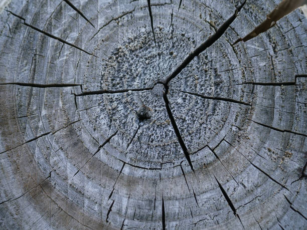 istock Wooden log top view, texture background 1326163197