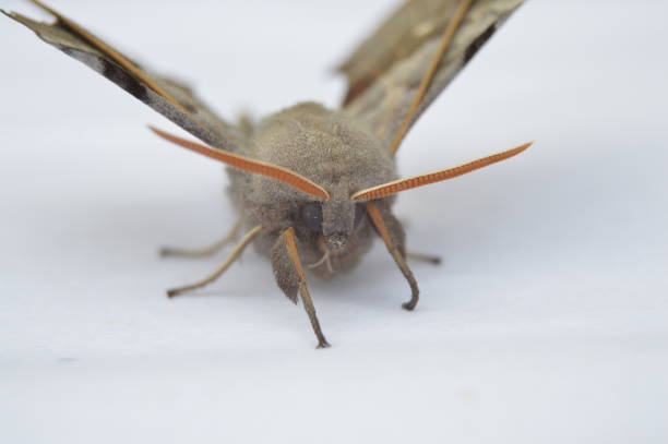 istock the poplar sphinx. butterfly or night peacock. 1326164158