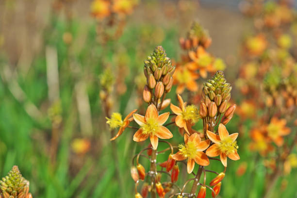 bulbine frutescens - bulbine frutescens stock-fotos und bilder