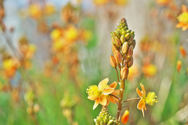 bulbine frutescens - bulbine frutescens stock-fotos und bilder