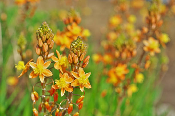 bulbine frutescens - bulbine frutescens stock-fotos und bilder