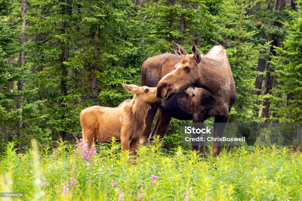 Vitello alce tocca il naso alla bocca di sua madre mucca - Foto stock royalty-free di Alce